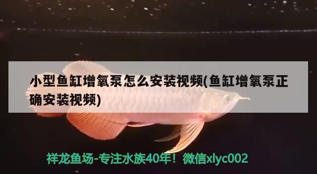 魚缸陽光直射怎么解決問題呢視頻（魚缸陽光直射怎么解決問題呢視頻講解） 魚缸陽光直射怎么解決問題呢視頻（魚缸陽光直射怎么解決問題呢視頻講解） 龍魚百科 第2張