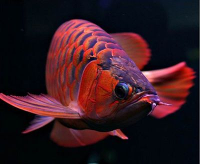 買紅龍魚的日記三年級上冊作文怎么寫，三年級作文：買紅龍魚的一天