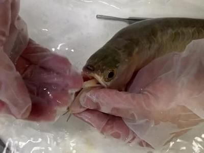 龍魚兜嘴太嚴(yán)重怎么做手術(shù)（龍魚兜嘴手術(shù)）