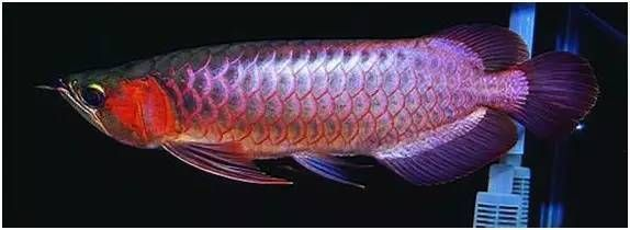 龍魚幾種顏色好看，關(guān)于龍魚顏色的一些詳細介紹