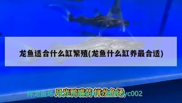 龍魚什么缸養最合適，龍魚魚缸尺寸標準詳解
