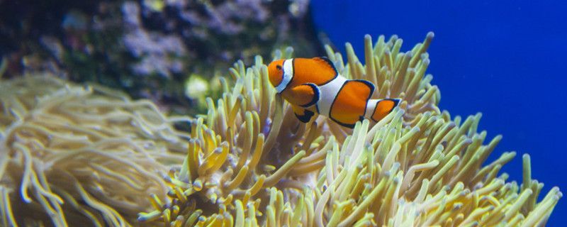 食用龍魚做法大全視頻 龍魚的做法視頻