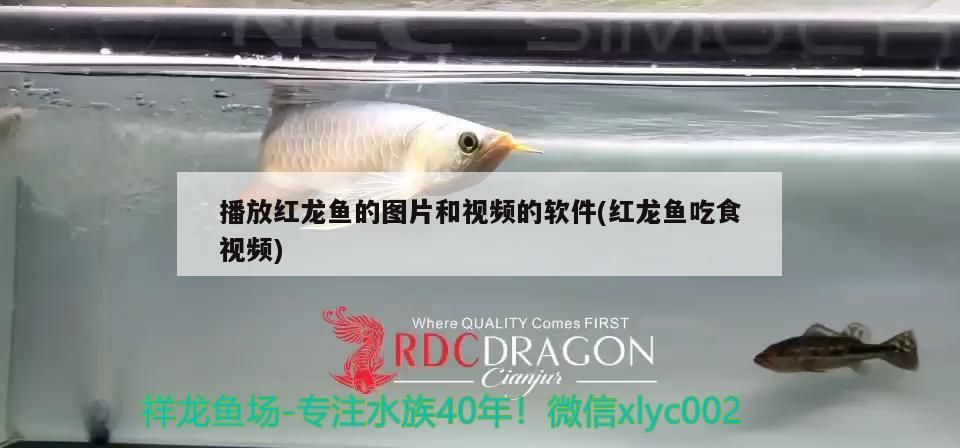 龍魚賣多少錢合適(龍魚賣多少錢合適一條)