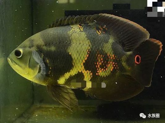 七星系地圖魚品種特點(diǎn)，七星系地圖魚的一些品種特點(diǎn)