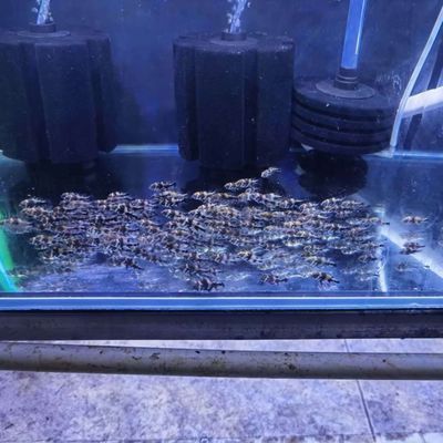 七星系地圖魚品種特點(diǎn)，七星系地圖魚的一些品種特點(diǎn)