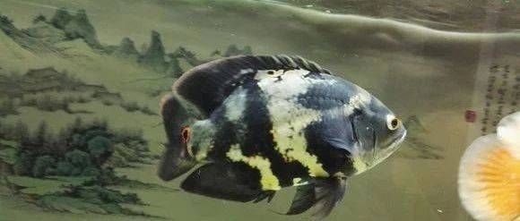 七星系地圖魚品種特點，七星系地圖魚的一些品種特點