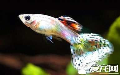 龍魚可以和其他魚混養(yǎng)嗎，如何判斷龍魚與其他魚類混養(yǎng)的可行性
