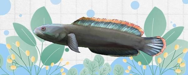 雷龍魚屬于冷水魚嗎，雷龍魚的日常飼養技巧 雷龍魚屬于冷水魚嗎，雷龍魚的日常飼養技巧 龍魚百科 第5張