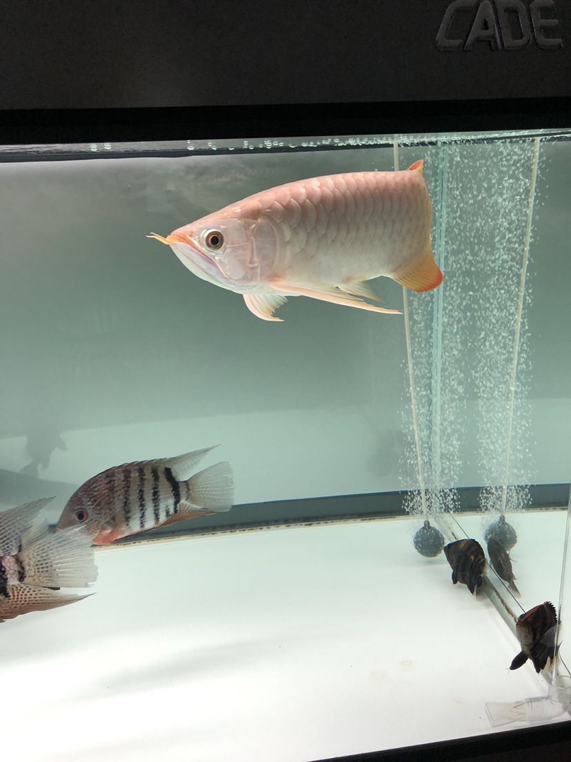 陽(yáng)臺(tái)玻璃魚(yú)缸制作方法視頻教學(xué) 陽(yáng)臺(tái)玻璃魚(yú)池制作過(guò)程