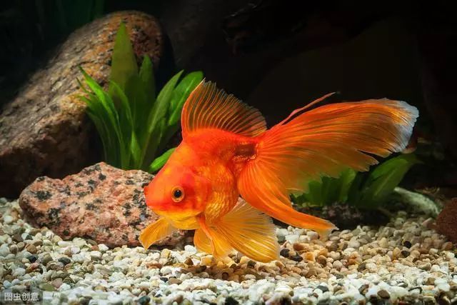 寶雞魚(yú)缸制作廠家有哪些地方招工的（寶雞觀賞魚(yú)批發(fā)市場(chǎng)地址電話）