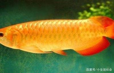 20萬的金龍魚：20萬的金龍魚是什么意思？
