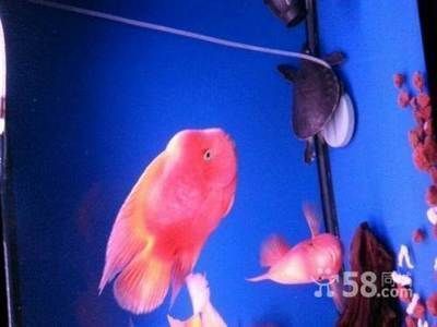 龍魚和財神一塊混養怎么喂食，如何避免龍魚捕食財神魚,龍魚財神混養喂食時間安排