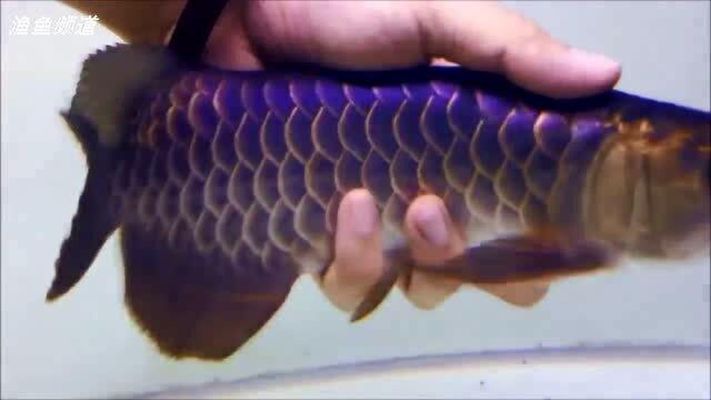 金色的金龍魚，關于金色金龍魚的介紹