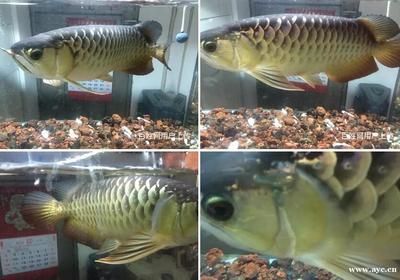 金龍魚最好的品種有哪些名字，金龍魚品種鑒別技巧金龍魚品種及其特點和優(yōu)點和優(yōu)點