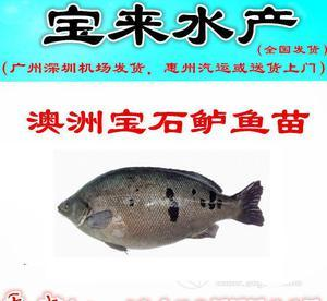 龍魚背景選擇顏色：龍魚的背景顏色的選擇