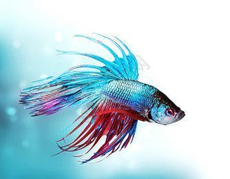 龍魚背景選擇顏色：龍魚的背景顏色的選擇