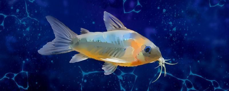 漯河魚缸批發(fā)市場在哪里有（漯河市觀賞魚市場）