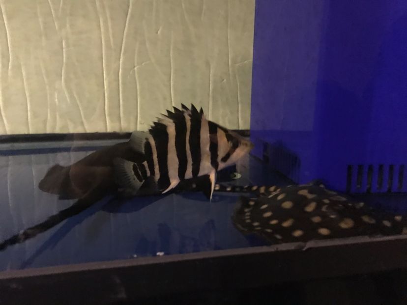魚缸搬運費用多少合適 專業搬魚缸是怎么搬的 魚缸搬運費用多少合適 專業搬魚缸是怎么搬的 龍魚百科 第3張