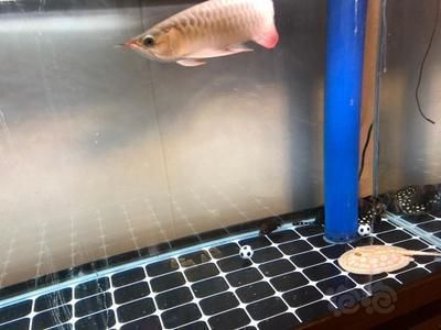 龍魚喂泥鰍好還是小魚好，龍魚喂食泥鰍好還是小魚好