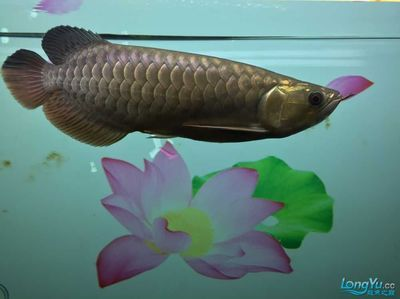 龍魚喂泥鰍好還是小魚好，龍魚喂食泥鰍好還是小魚好