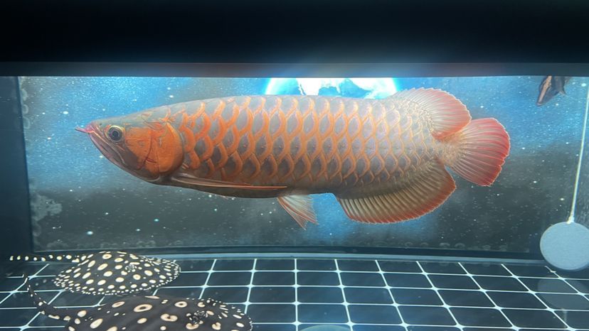 西安魚缸定制祥龍魚場地（西安賣龍魚的地方）