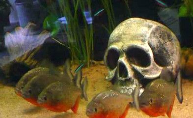 玉鐲放在魚缸里好不好（玉鐲可以放在水里養嗎）