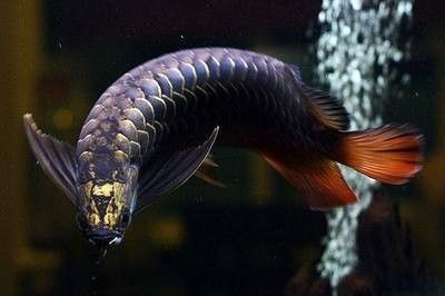 龍魚的狀態(tài)怎樣分別公母：如何判斷龍魚的公母狀態(tài)