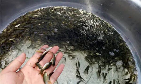 金魚缸怎樣換水（金魚魚缸怎么換水）