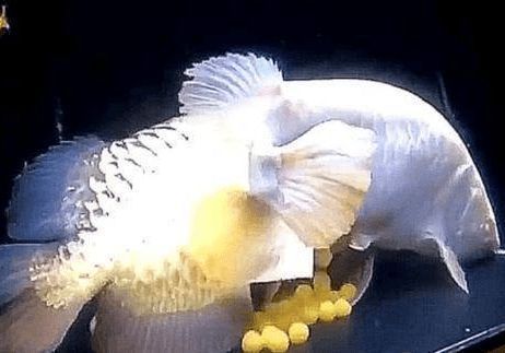 金龍魚吃魚卵（如何提高金龍魚繁殖成功率）