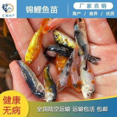 曼龍魚(yú)能與孔雀魚(yú)混養(yǎng)嗎（ 曼龍魚(yú)能與孔雀魚(yú)混養(yǎng)嗎）