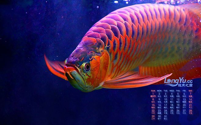龍魚兜嘴照片對比，龍魚兜嘴病因專業解析龍魚兜嘴病因專業解析龍魚兜嘴病因專業解析