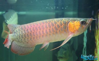 龍魚兜嘴照片對比，龍魚兜嘴病因專業解析龍魚兜嘴病因專業解析龍魚兜嘴病因專業解析