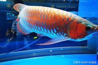 龍魚貴不貴，龍魚市場價格波動原因