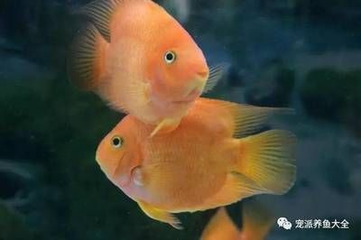 印尼紅金龍魚好養嗎怎么養（ 印尼紅金龍魚好養嗎怎么養殖） 印尼紅金龍魚好養嗎怎么養（ 印尼紅金龍魚好養嗎怎么養殖） 龍魚百科 第2張