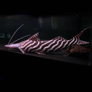 龍魚知識與喂養(yǎng)技巧大全，關(guān)于龍魚的知識與喂養(yǎng)技巧
