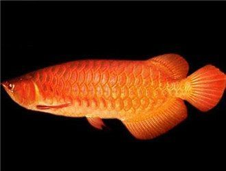 龍魚知識與喂養(yǎng)技巧大全，關(guān)于龍魚的知識與喂養(yǎng)技巧