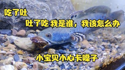 雷龍魚吃東西就吐怎么回事，雷龍魚吃東西就吐是怎么回事