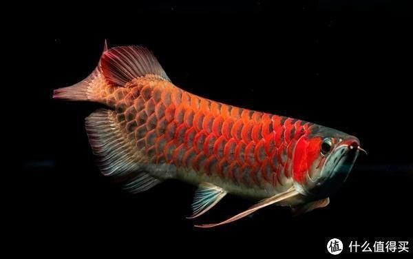龍魚喂什么魚苗好看又好養，關于龍魚飼養的建議