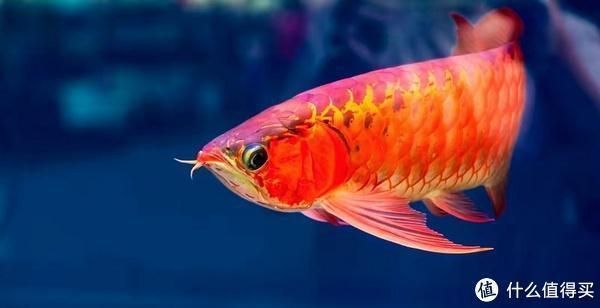 龍魚喂什么魚苗好看又好養，關于龍魚飼養的建議