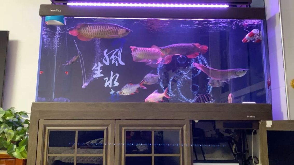 唐山觀賞魚漁場在哪個位置啊(唐山觀賞魚漁場在哪個位置啊圖片)