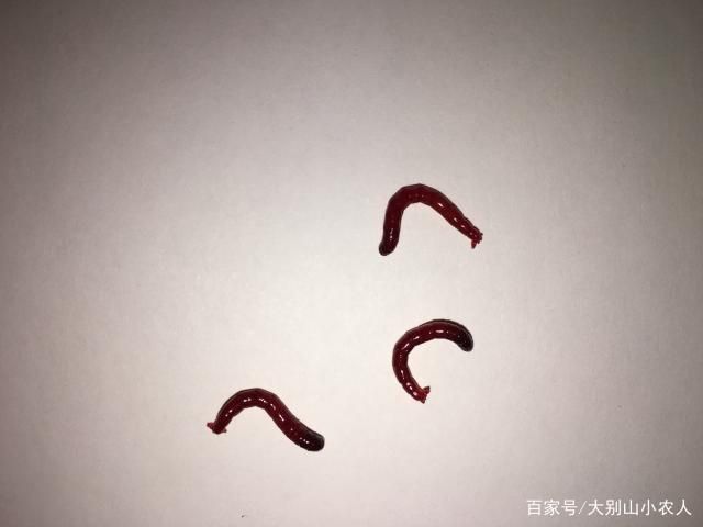 魟魚活餌處理方法詳解（飼養(yǎng)魟魚時(shí)，活餌是常見的食物之一但為了確保魟魚的健康至關(guān)重要） 魟魚活餌處理方法詳解（飼養(yǎng)魟魚時(shí)，活餌是常見的食物之一但為了確保魟魚的健康至關(guān)重要） 龍魚百科 第1張