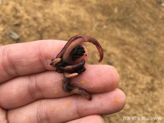 魟魚活餌處理方法詳解（飼養(yǎng)魟魚時(shí)，活餌是常見的食物之一但為了確保魟魚的健康至關(guān)重要） 魟魚活餌處理方法詳解（飼養(yǎng)魟魚時(shí)，活餌是常見的食物之一但為了確保魟魚的健康至關(guān)重要） 龍魚百科 第3張
