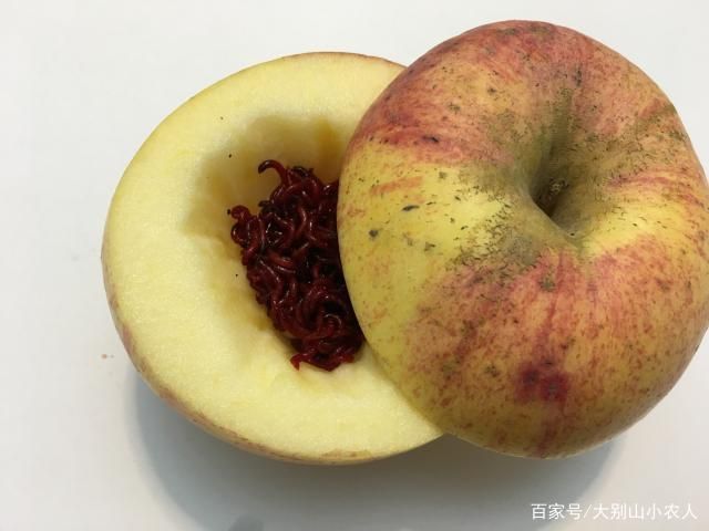 魟魚活餌處理方法詳解（飼養(yǎng)魟魚時(shí)，活餌是常見的食物之一但為了確保魟魚的健康至關(guān)重要） 魟魚活餌處理方法詳解（飼養(yǎng)魟魚時(shí)，活餌是常見的食物之一但為了確保魟魚的健康至關(guān)重要） 龍魚百科 第5張