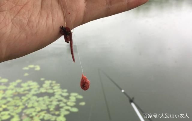 魟魚活餌處理方法詳解（飼養(yǎng)魟魚時(shí)，活餌是常見的食物之一但為了確保魟魚的健康至關(guān)重要） 魟魚活餌處理方法詳解（飼養(yǎng)魟魚時(shí)，活餌是常見的食物之一但為了確保魟魚的健康至關(guān)重要） 龍魚百科 第4張