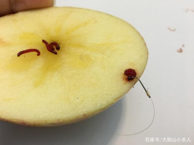 魟魚活餌處理方法詳解（飼養(yǎng)魟魚時(shí)，活餌是常見的食物之一但為了確保魟魚的健康至關(guān)重要） 魟魚活餌處理方法詳解（飼養(yǎng)魟魚時(shí)，活餌是常見的食物之一但為了確保魟魚的健康至關(guān)重要） 龍魚百科 第6張