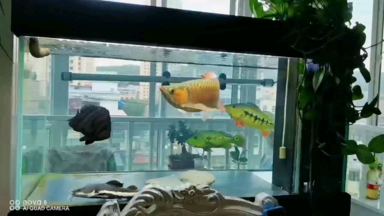 廣州最大賣龍魚的地方在哪里啊多少錢 廣州龍魚批發市場gg祥龍魚場