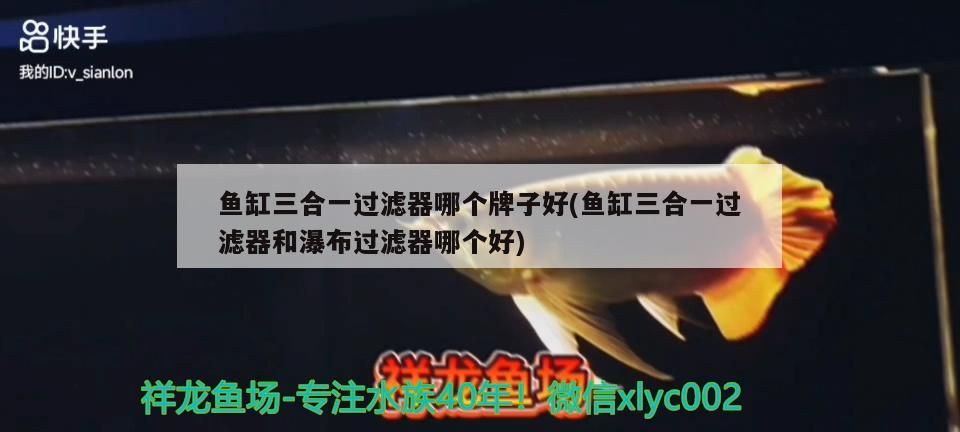 魚缸里的石頭怎樣長青苔（魚缸里的石頭怎么長青苔）