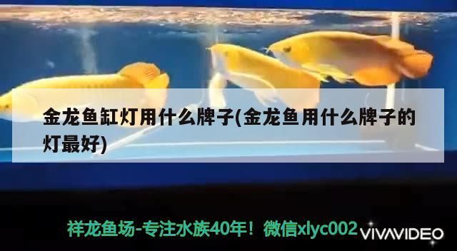 魚缸水白泡沫怎么辦（魚缸水發白泡沫很多）