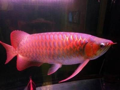 仟湖龍魚多少錢一條，仟湖龍魚價格查詢 仟湖龍魚多少錢一條，仟湖龍魚價格查詢 龍魚百科 第5張