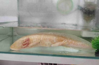 龍魚不愛游動不吃食，龍魚不愛游動不吃食的問題可能由多種因素引起的拒食